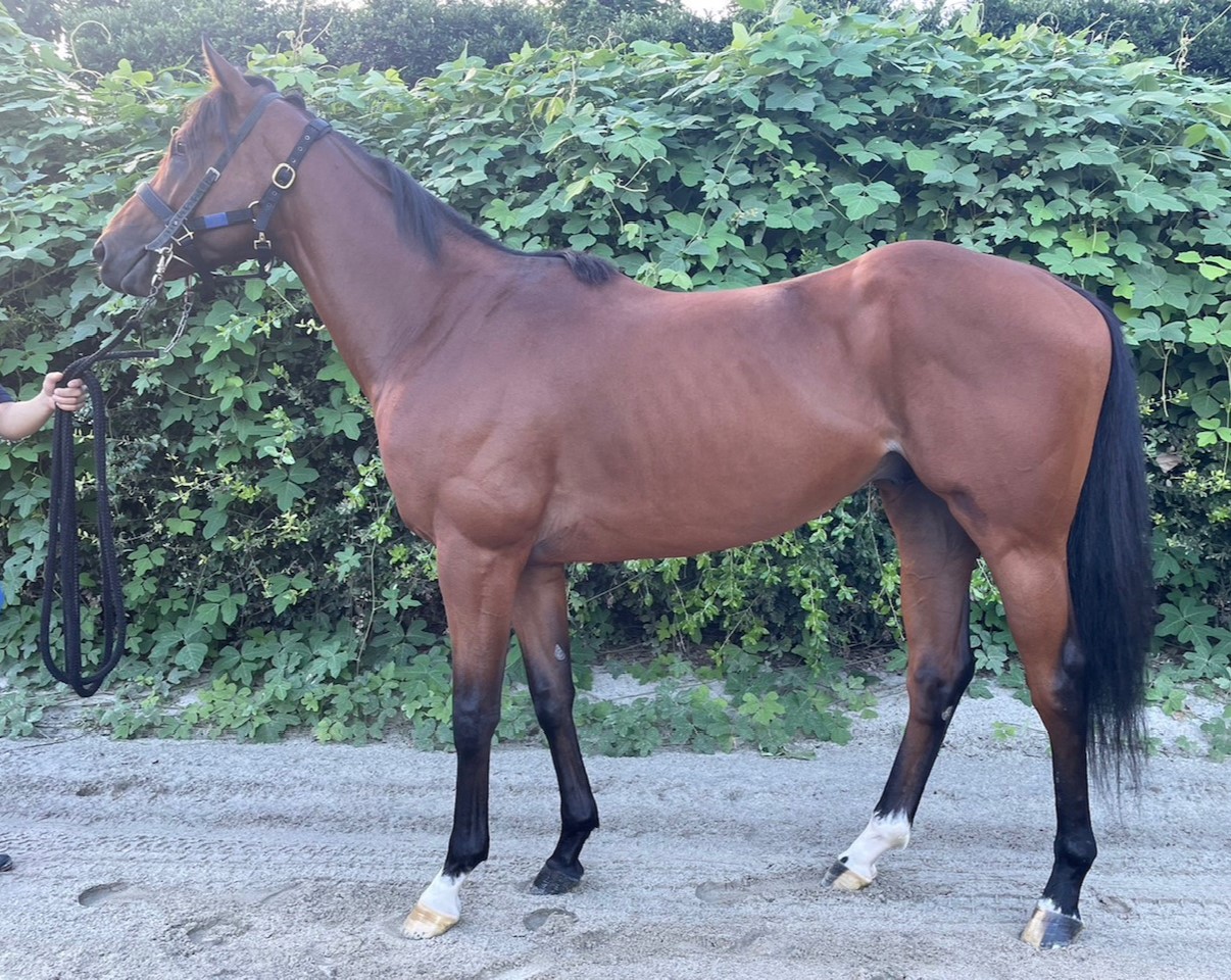 ソウテンノヒカリ 牡3歳 ※地方競馬 在籍 | サラブレッド