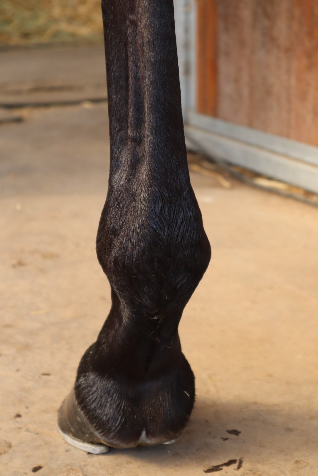 ダニエラハニー 牝5歳 ※繁殖牝馬 | サラブレッドオークション ダニエラハニー 牝5歳 ※繁殖牝馬 | サラブレッドオークション