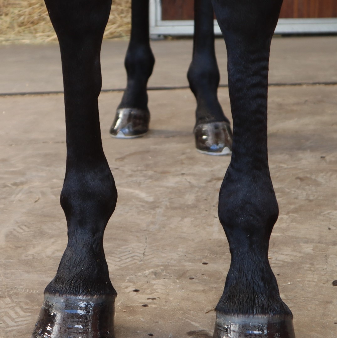 ダニエラハニー 牝5歳 ※繁殖牝馬 | サラブレッドオークション ダニエラハニー 牝5歳 ※繁殖牝馬 | サラブレッドオークション