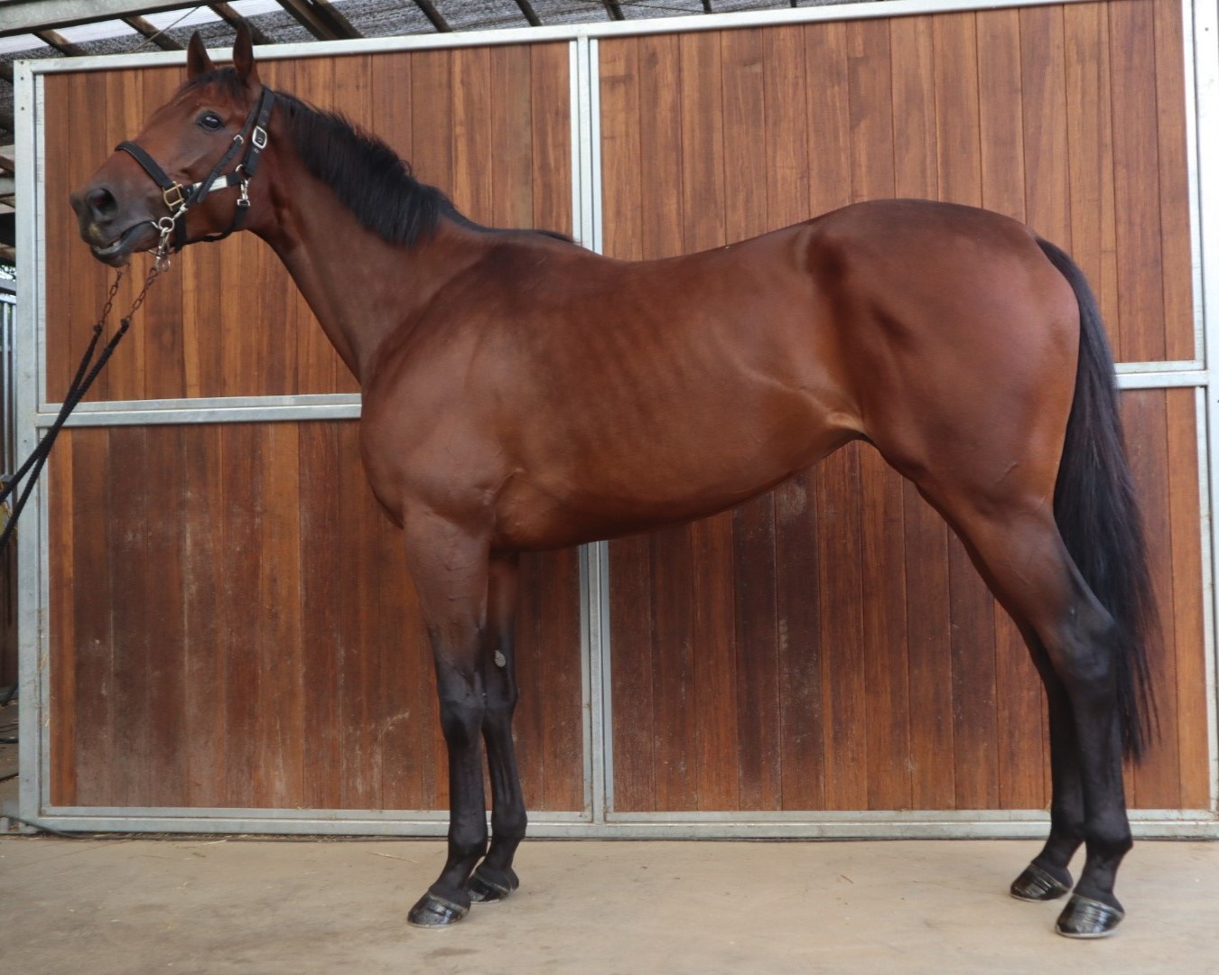 マイクロモザイク 牝4歳 ※中央競馬 登録抹消 | サラブレッド