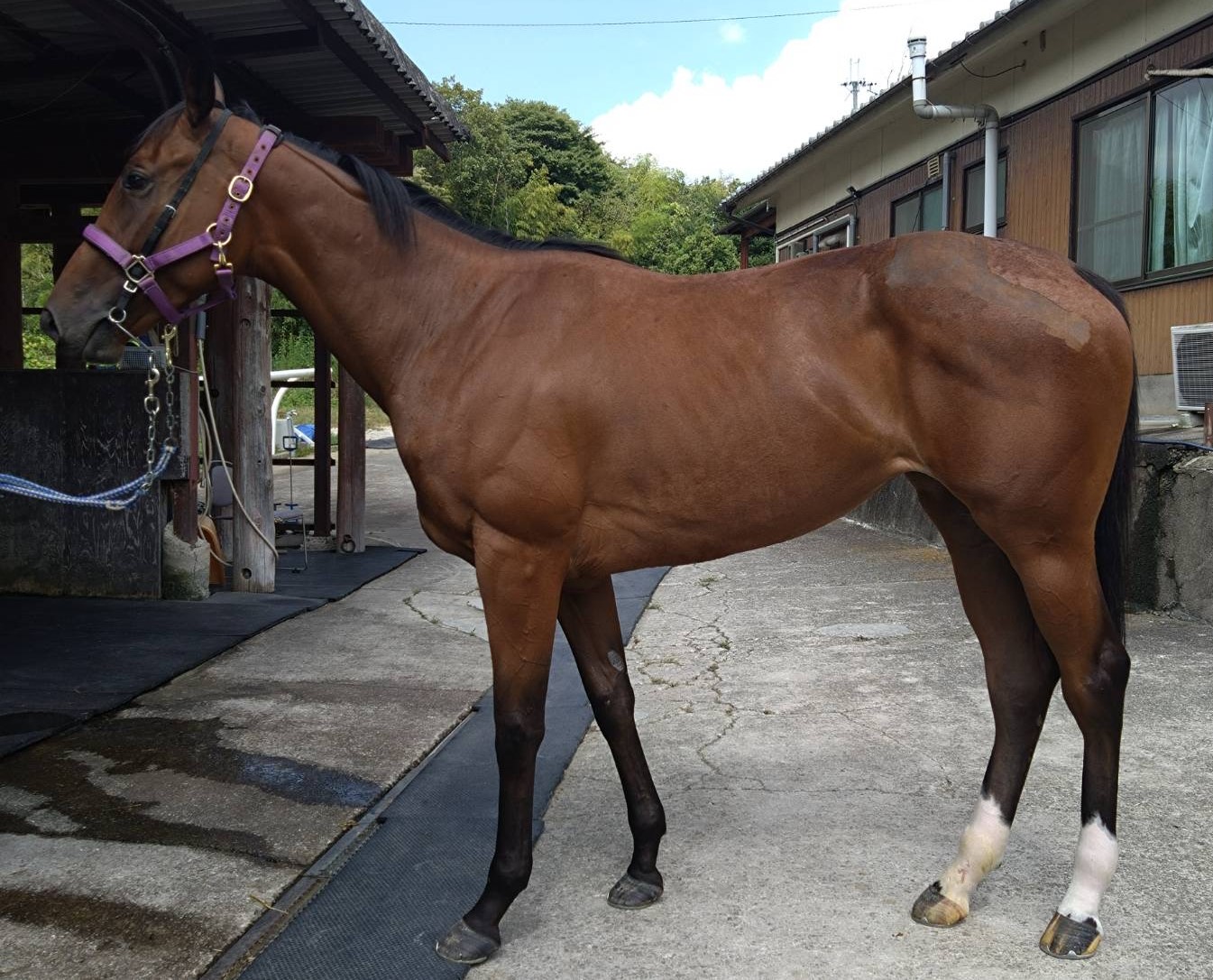 コネコチャン 牝2歳 ※地方競馬 在籍 | サラブレッドオークション