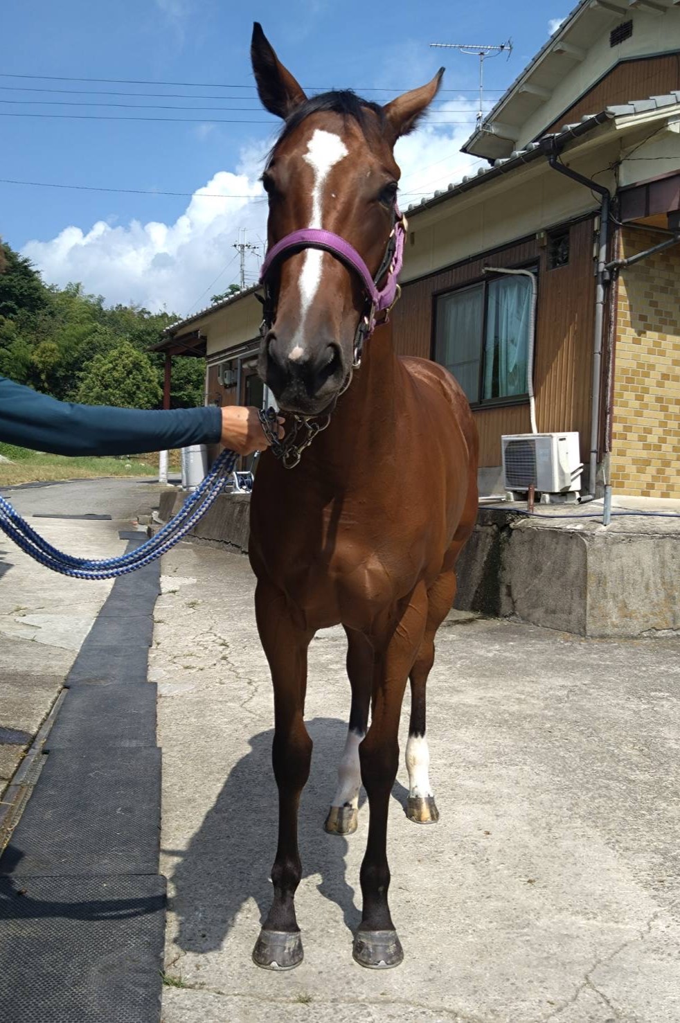 コネコチャン 牝2歳 ※地方競馬 在籍 | サラブレッドオークション