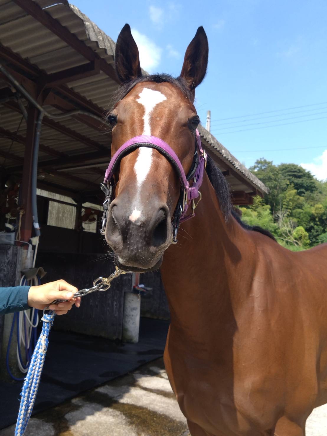 コネコチャン 牝2歳 ※地方競馬 在籍 | サラブレッドオークション