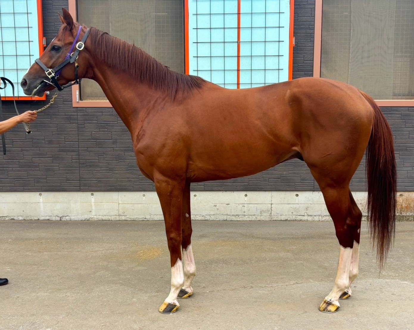 ケンスピリタス 牡3歳 ※地方競馬 在籍 | サラブレッドオークション ケンスピリタス 牡3歳 ※地方競馬 在籍 | サラブレッドオークション