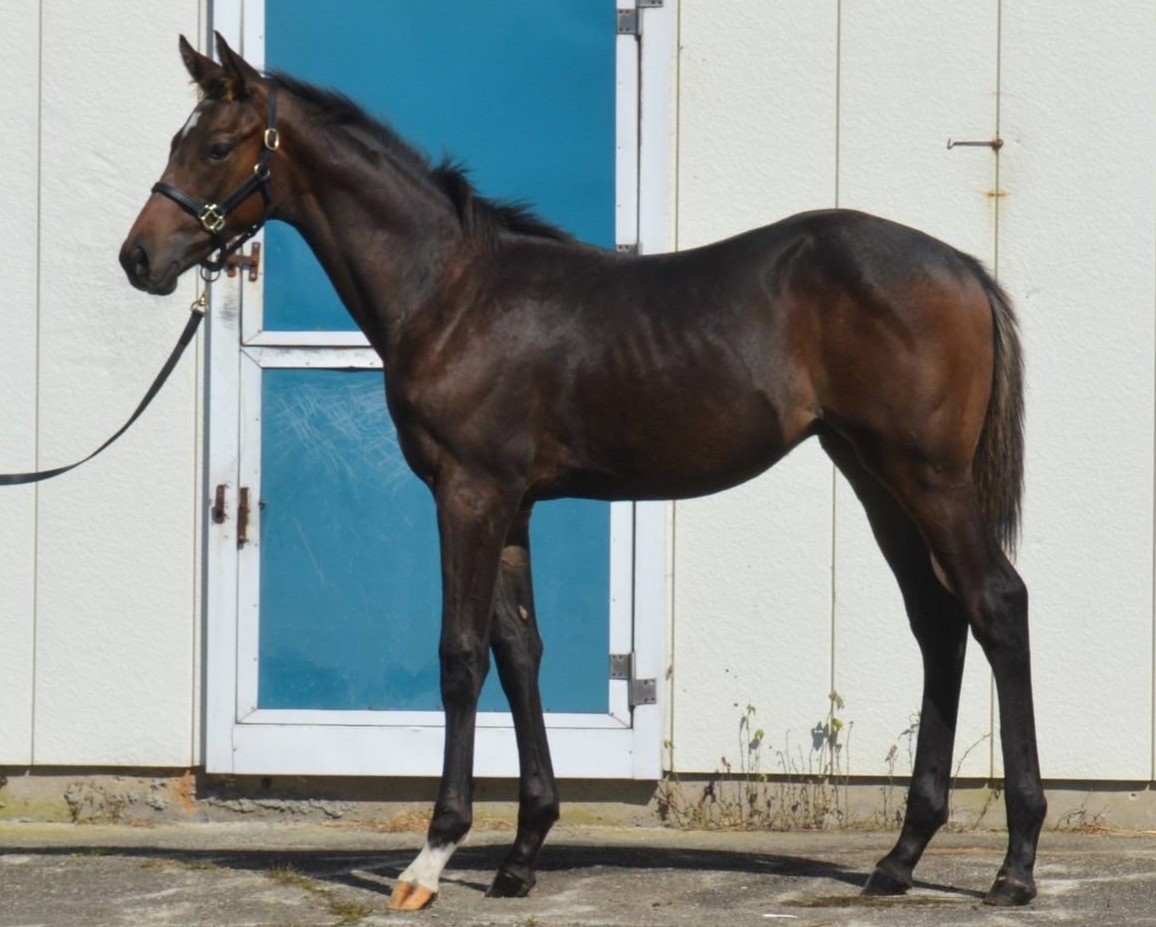 オトヒメⅡの24　　牡当歳　　※育成馬（育成中の当歳）_main1