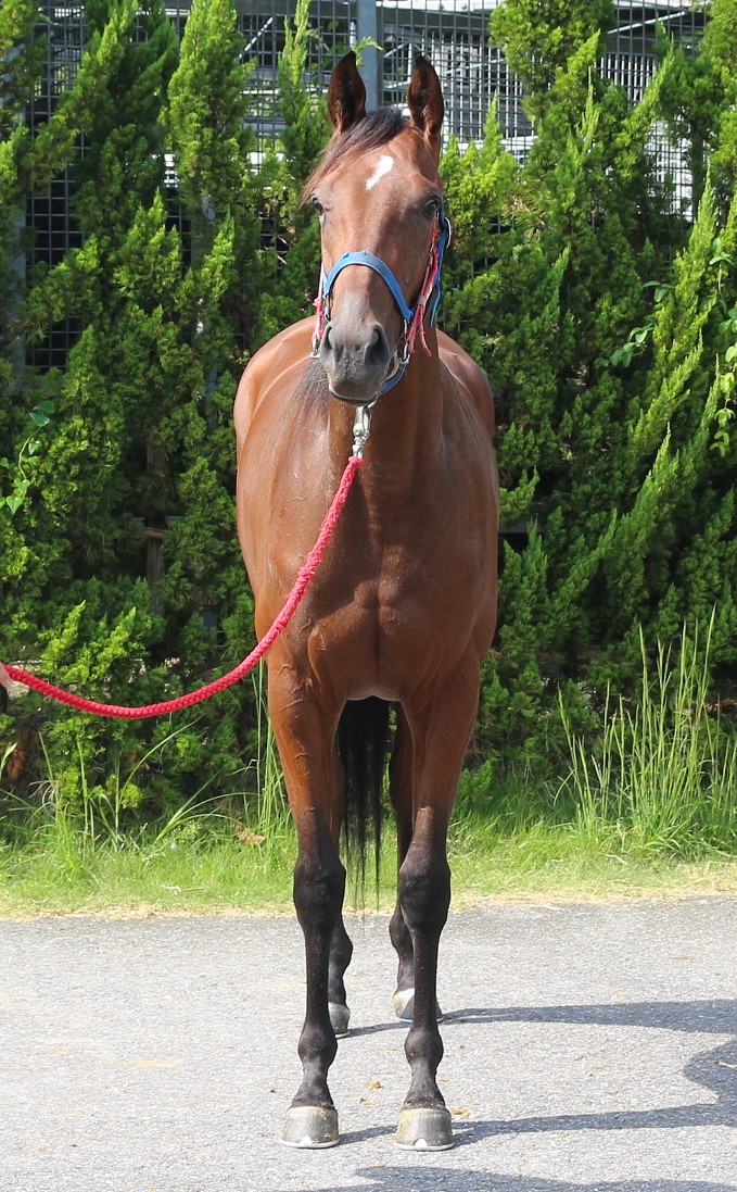 ピサノグラフの22 牝2歳 ※育成馬（未登録の2歳