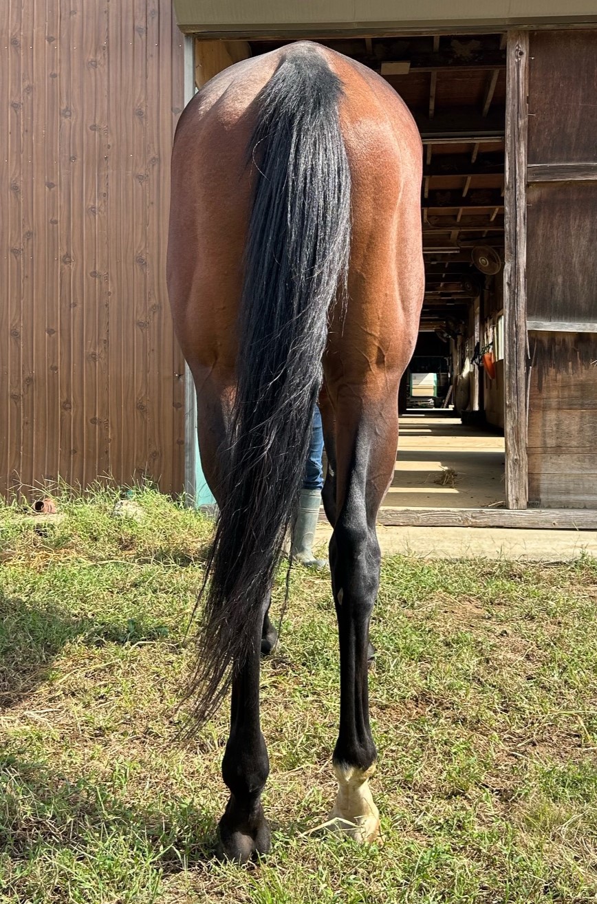 ◆希少◎レア◎非売品 ＩＰＡＴ馬券道場 当選品　２点セット アイヅワカマツ 牡3歳 ※中央競馬 登録抹消 | サラブレッド