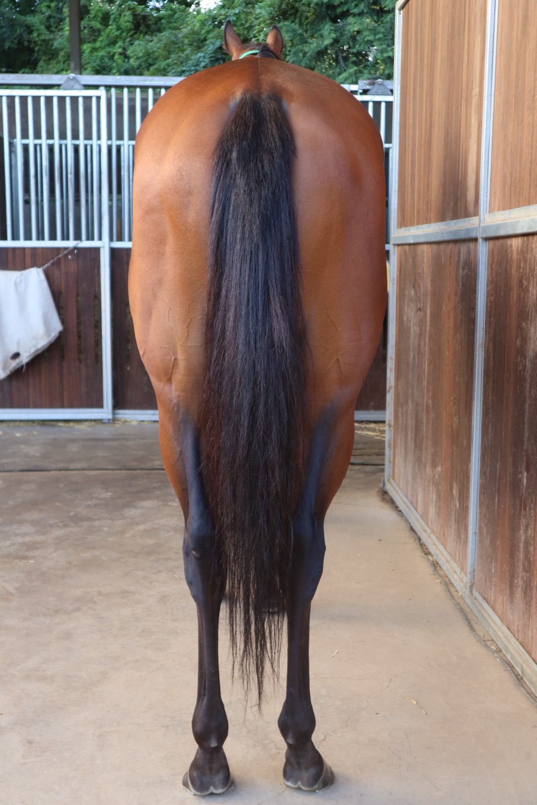 グランドマーシャル 牝3歳 ※地方競馬 在籍 | サラブレッド