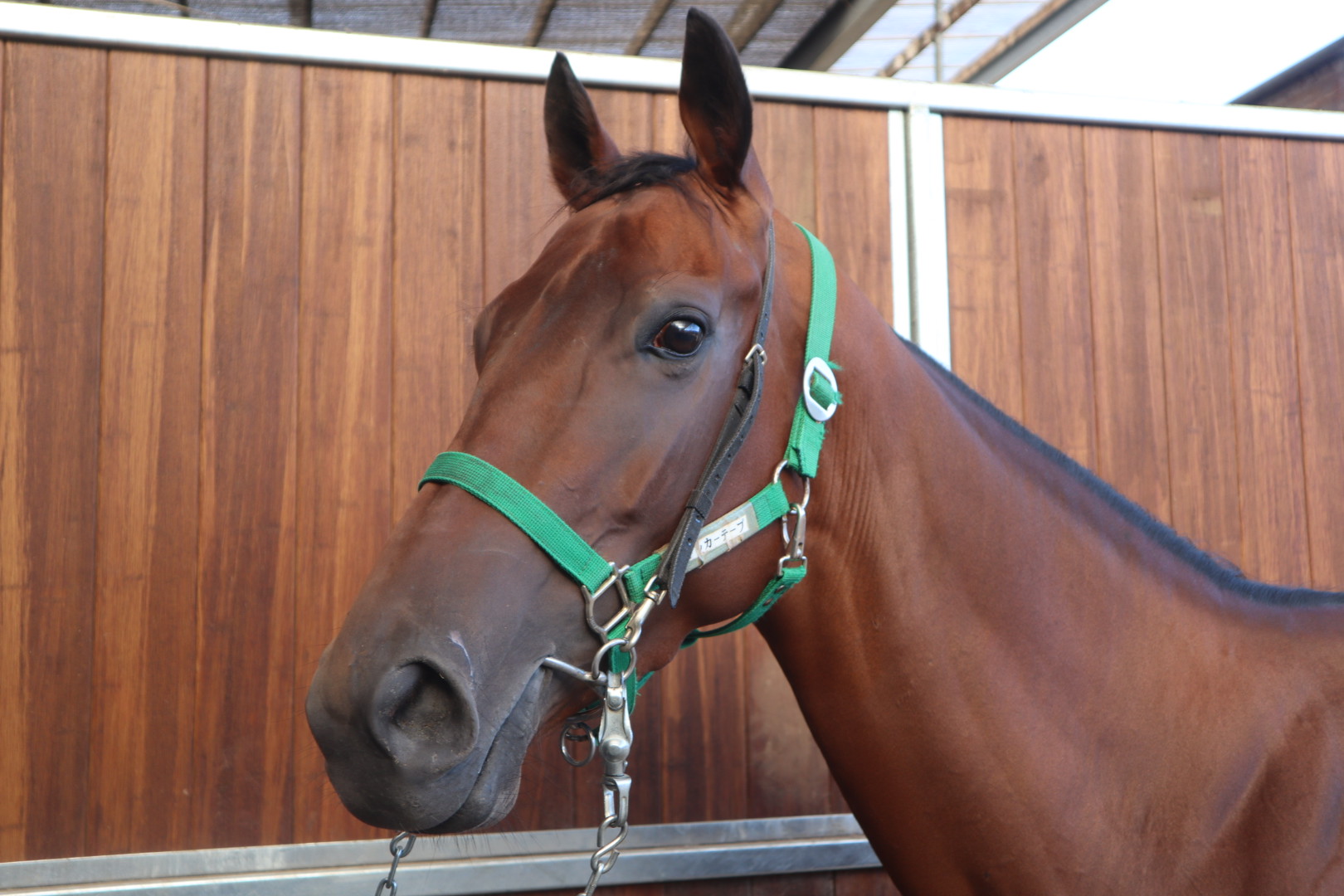 グランドマーシャル 牝3歳 ※地方競馬 在籍 | サラブレッド