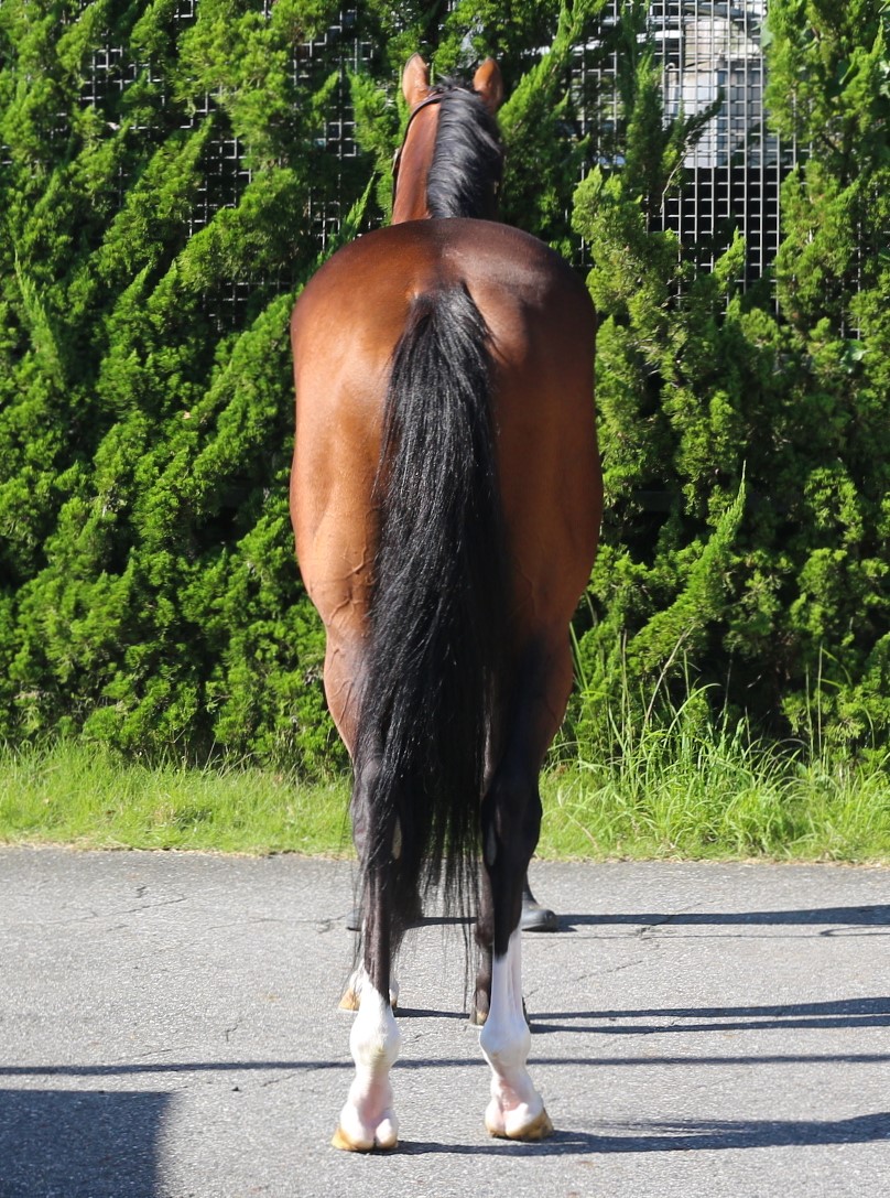 サンブノワ 牡3歳 ※中央競馬 登録抹消 | サラブレッドオークション