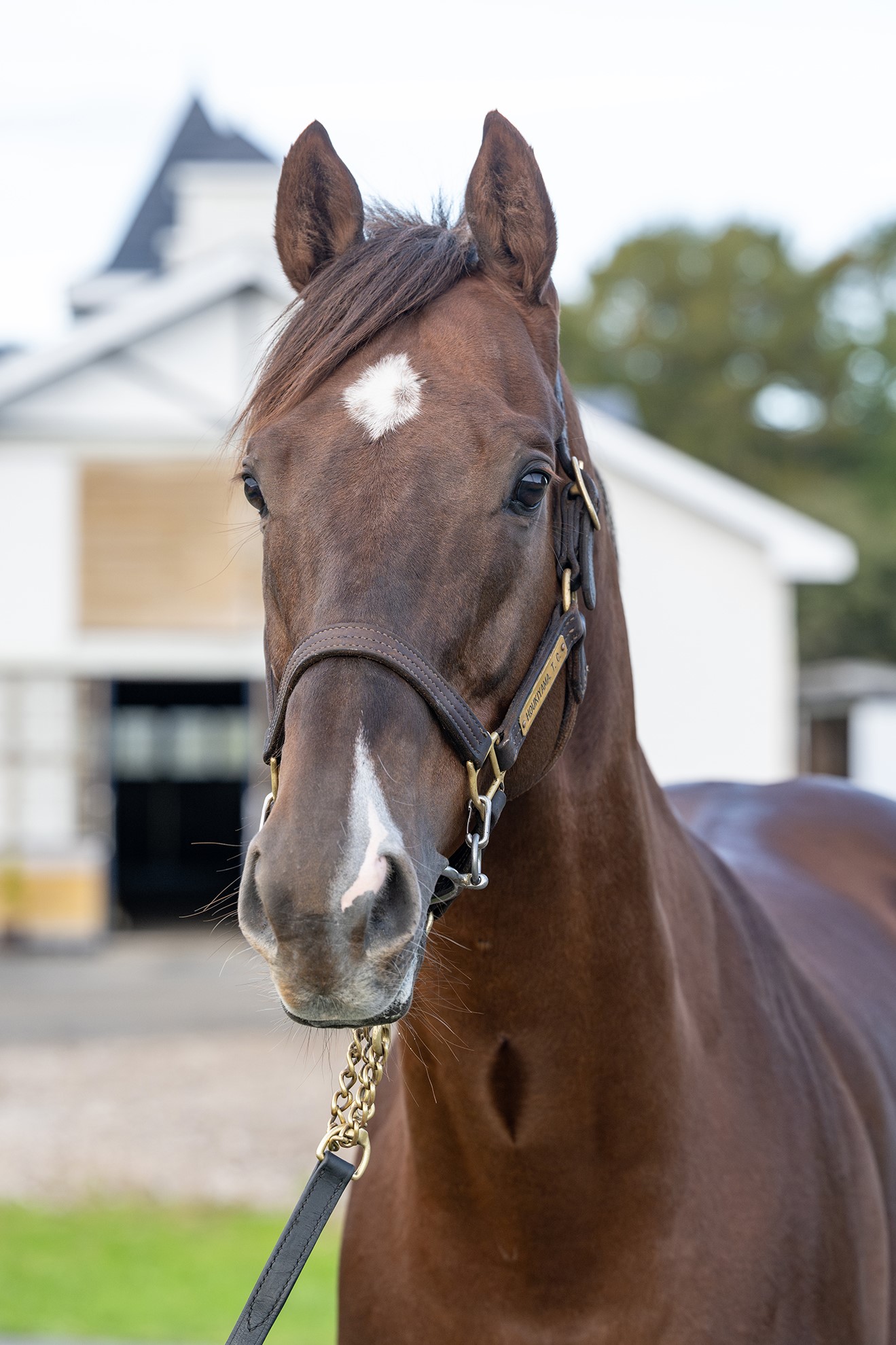 クリノキングボス 牡7歳 ※中央競馬 登録抹消 | サラブレッド