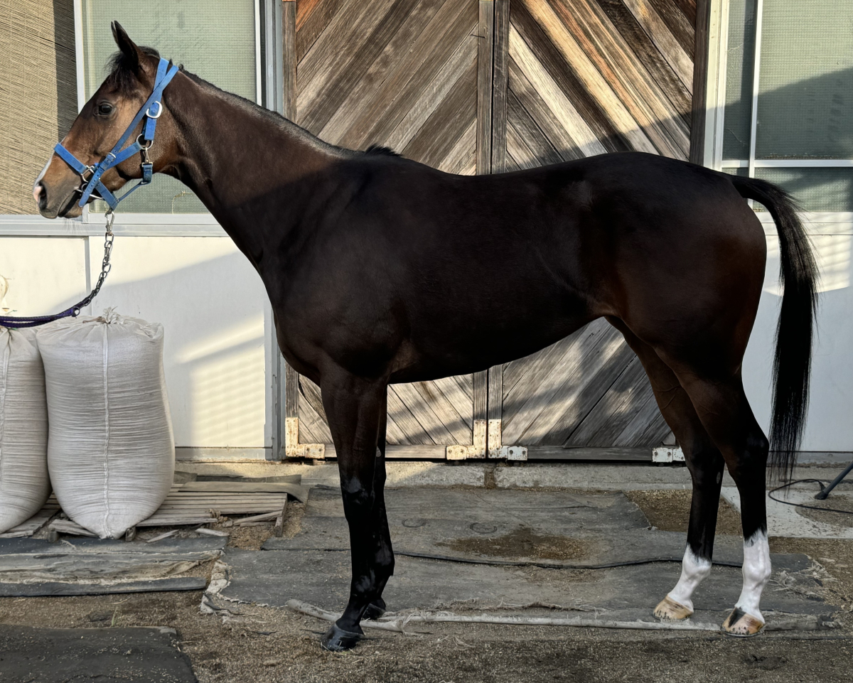 餌食牝 フラメンタ 牝２歳 ※地方競馬 在籍 | サラブレッドオークション