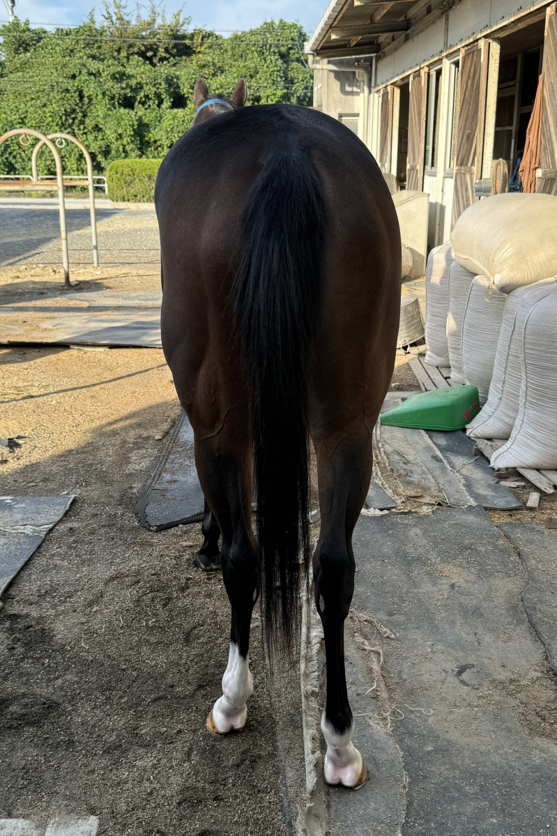 餌食牝 フラメンタ 牝２歳 ※地方競馬 在籍 | サラブレッドオークション