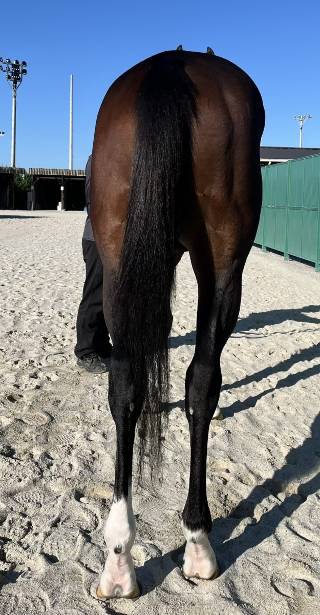 ボンウィークエンド セン3歳 ※地方競馬 在籍 | サラブレッド