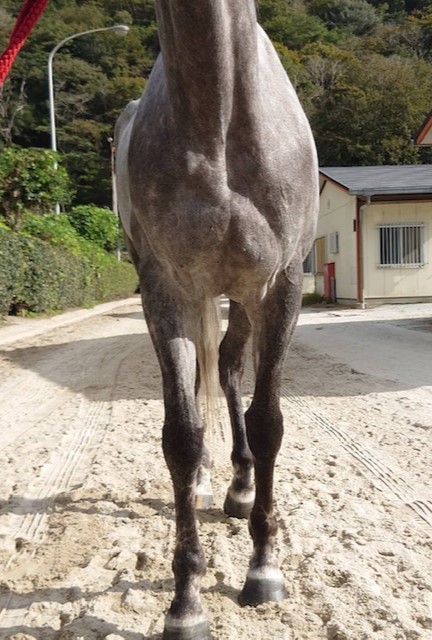 エイシンゴースト 牝3歳 ※地方競馬 在籍 | サラブレッド エイシンゴースト 牝3歳 ※地方競馬 在籍 | サラブレッド