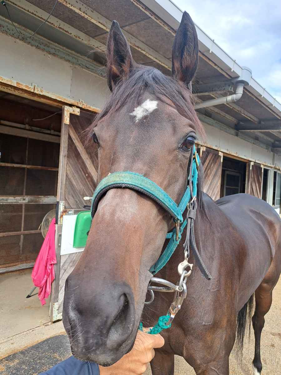 プリンセスパリー 牝3歳 ※地方競馬 在籍 | サラブレッド