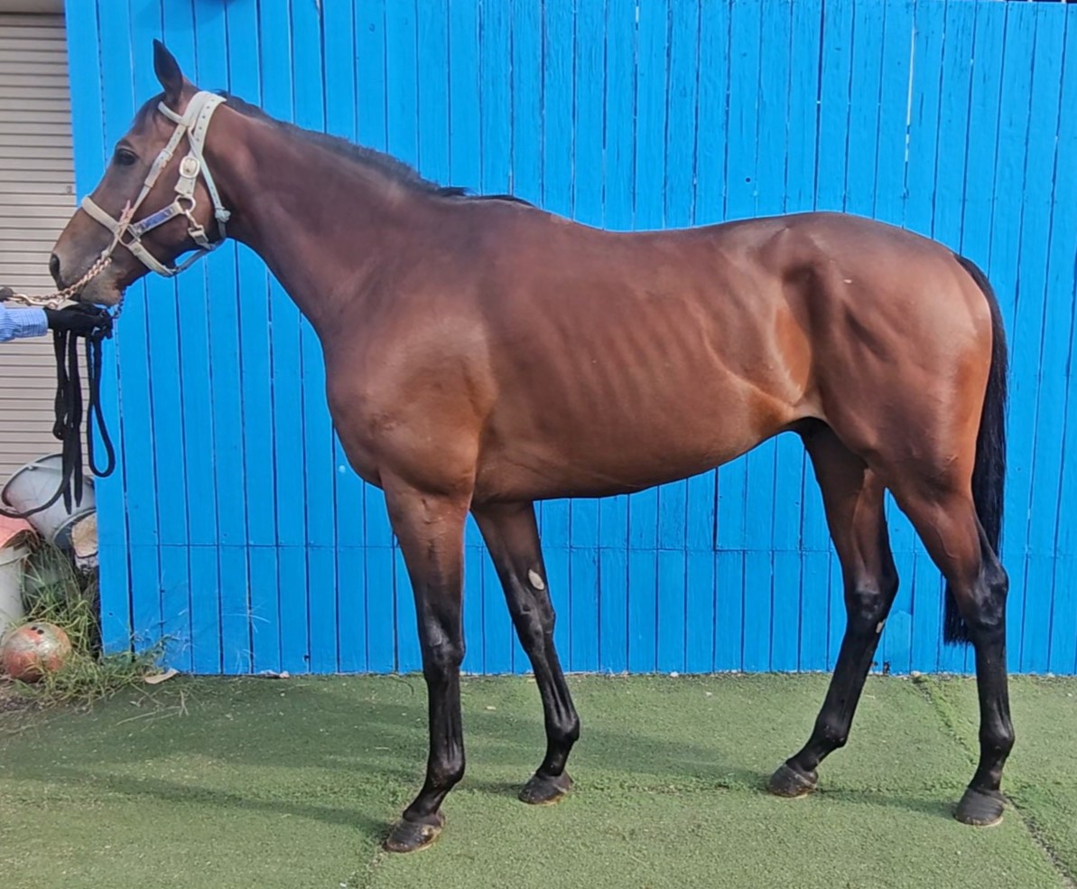 キングオブザナイル 牡4歳 ※地方競馬 在籍 | サラブレッド