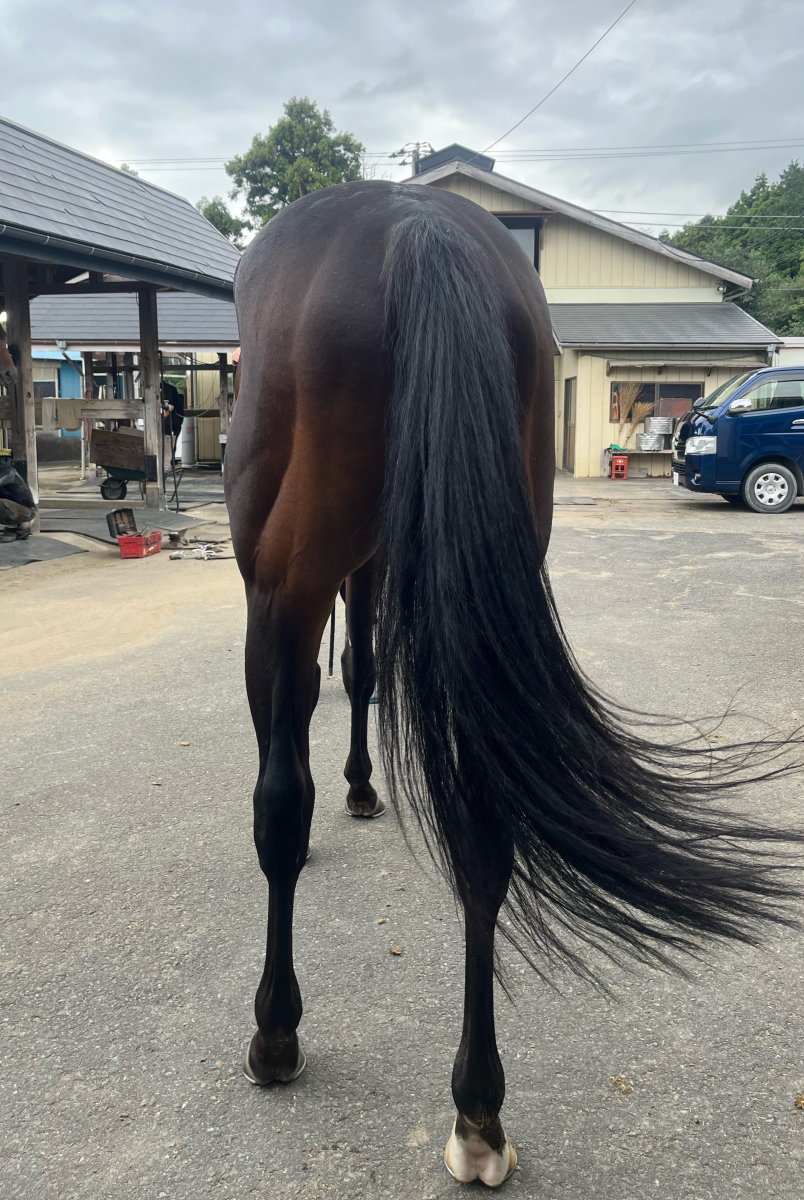 バイコーン 牡5歳 ※地方競馬 在籍 | サラブレッドオークション バイコーン 牡5歳 ※地方競馬 在籍 | サラブレッドオークション