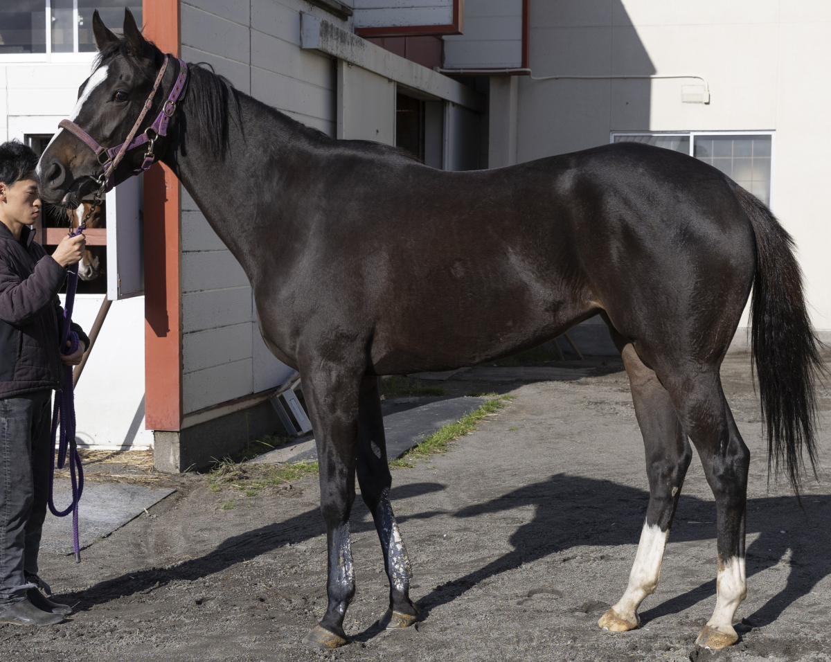 ユイミオ 牝3歳 ※繁殖牝馬（空胎） | サラブレッドオークション