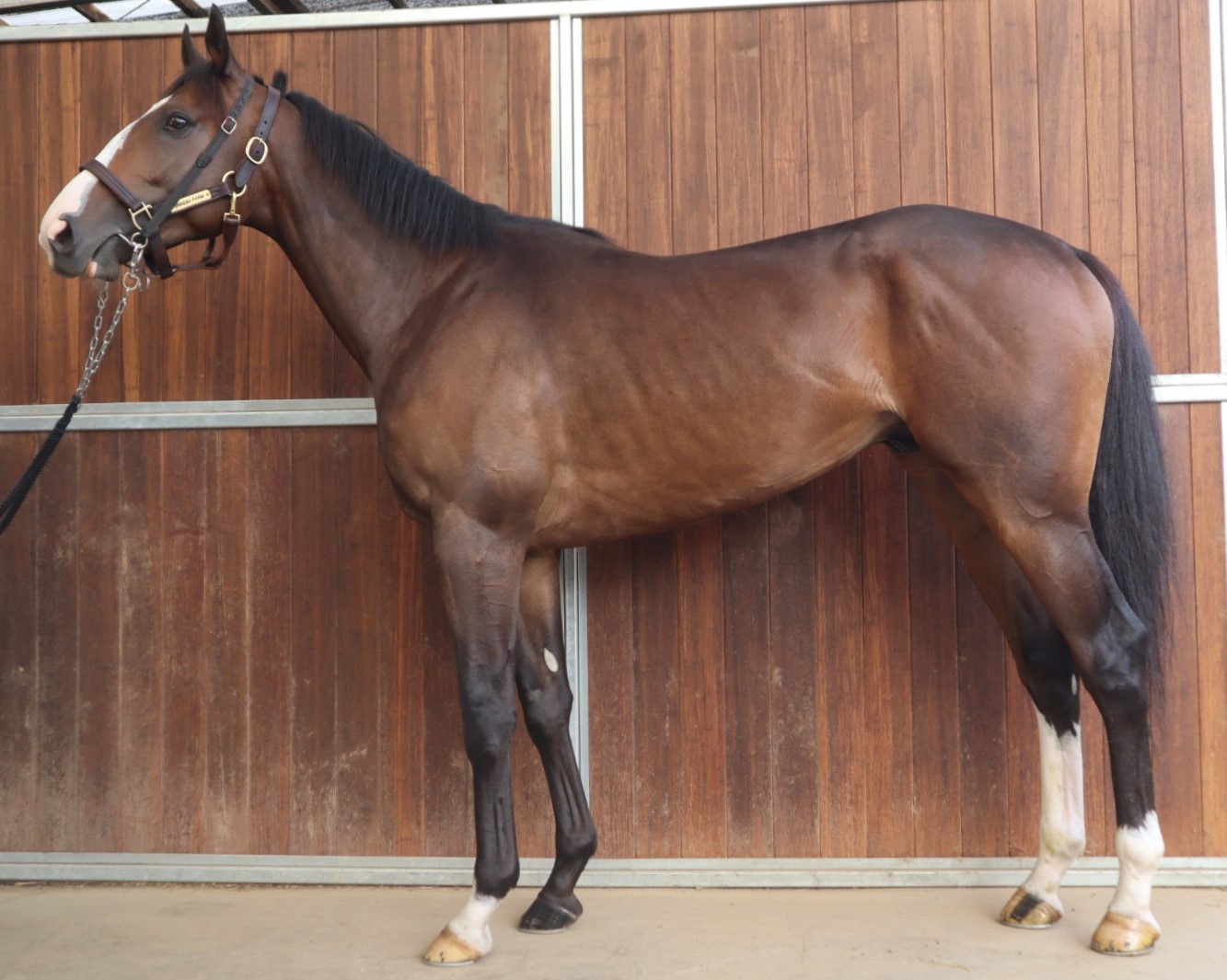 マイフォーエバー 牡3歳 ※中央競馬 登録抹消 | サラブレッドオークション