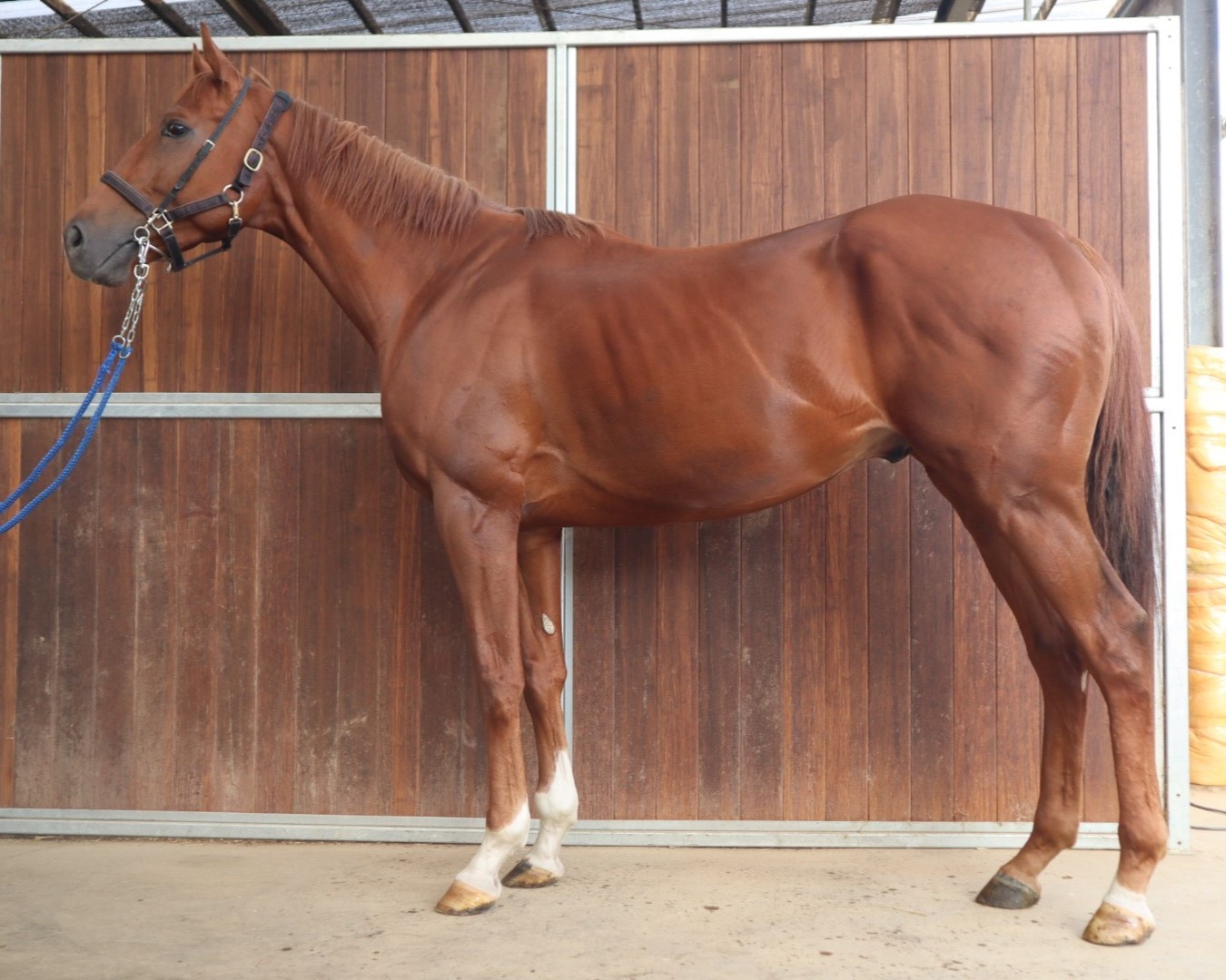 ラスブリサス 牡4歳 ※中央競馬 登録抹消 | サラブレッド