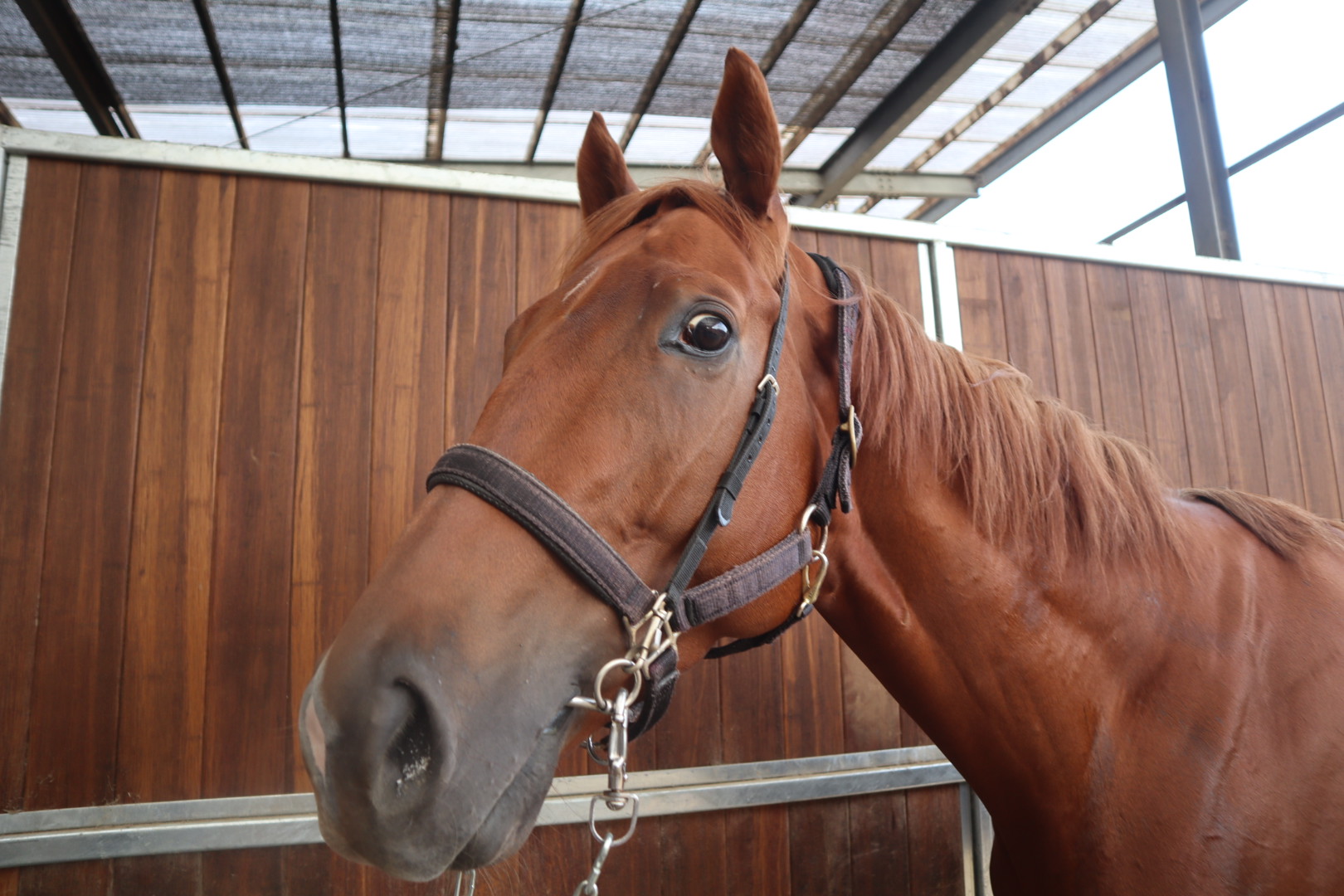 ラスブリサス 牡4歳 ※中央競馬 登録抹消 | サラブレッド