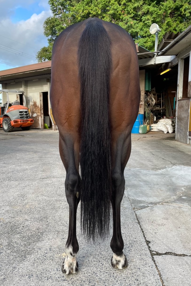 ディベルティール セン6歳 ※中央競馬 登録抹消 | サラブレッド