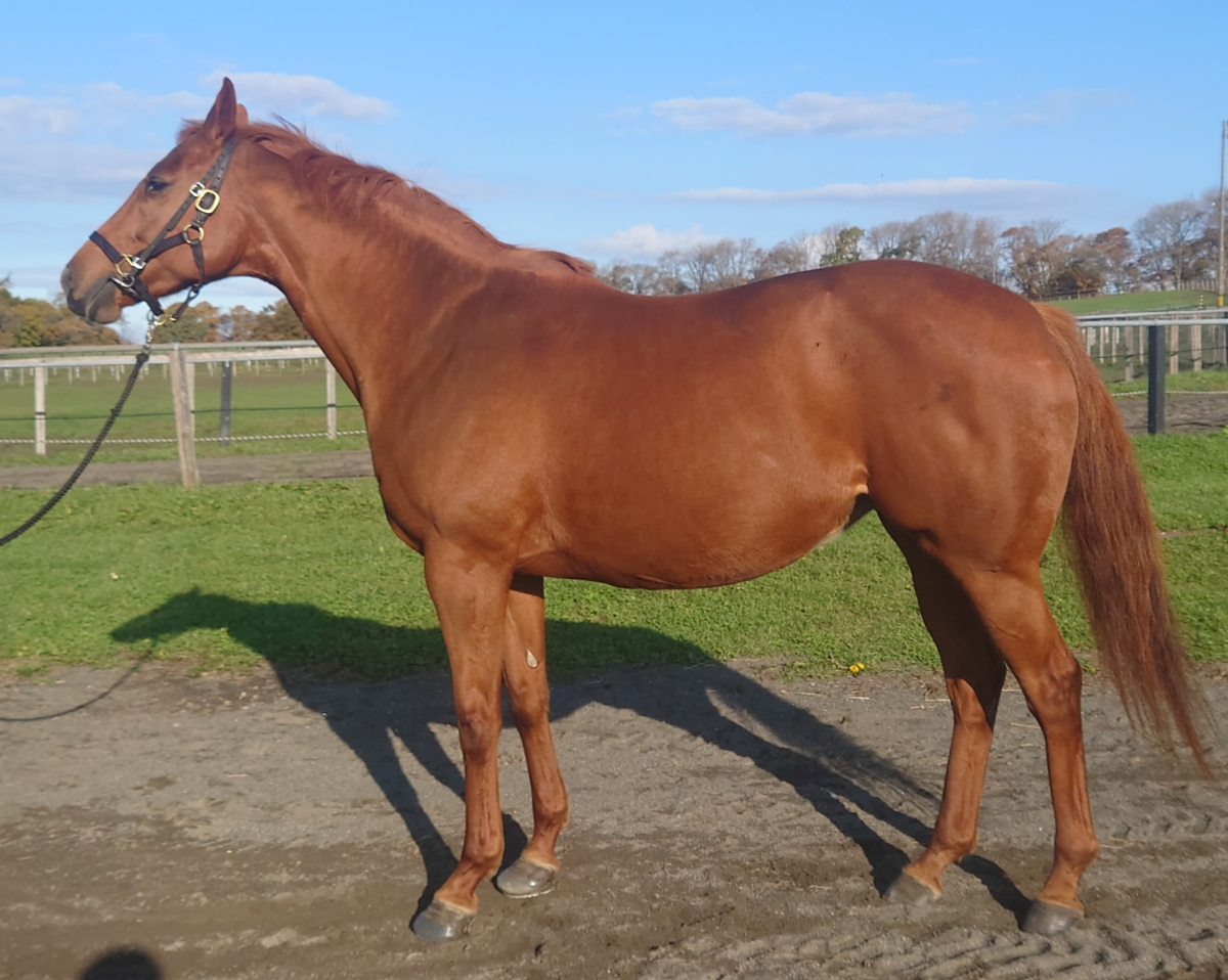 グラニュレーション 牝2歳 ※地方競馬 在籍（未出走