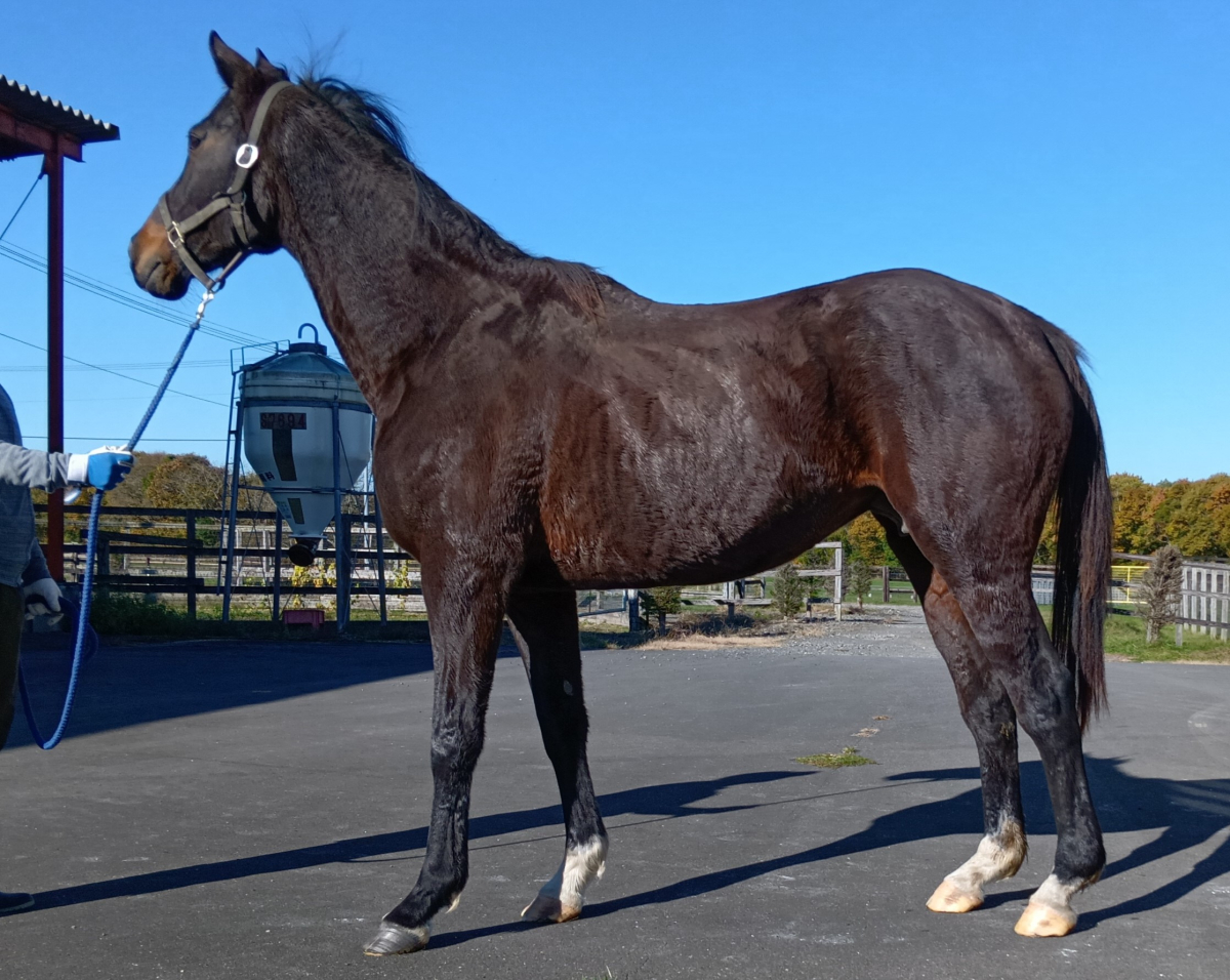 牝馬 アパパネ 〜早熟の才能で牝馬三冠を制した“大王の娘”。真っ赤な