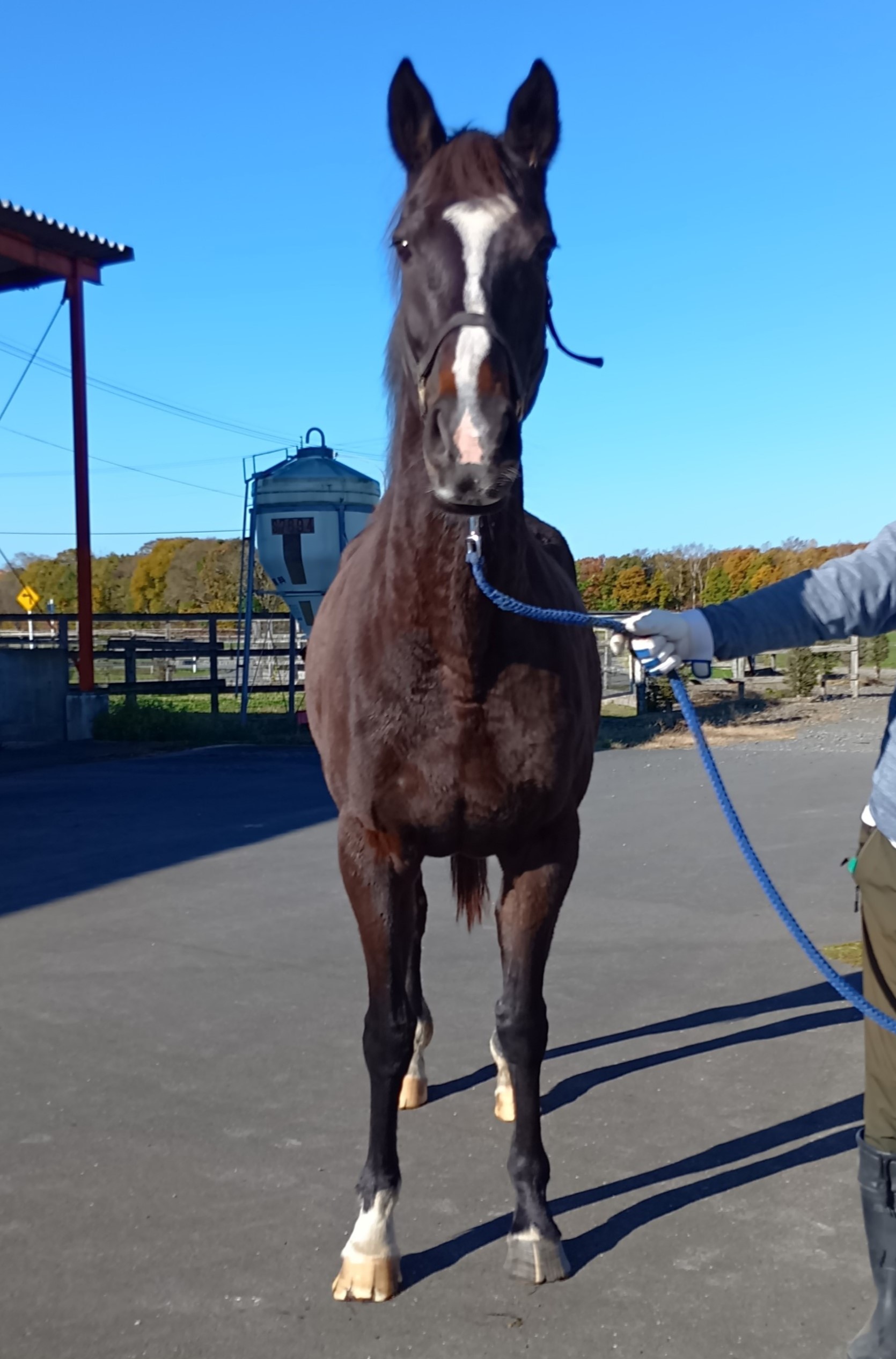 社台グループ繁殖牝馬名鑑2003〜2018（16冊） 社台グループ繁殖牝馬名鑑2003〜2018（16冊） 本
