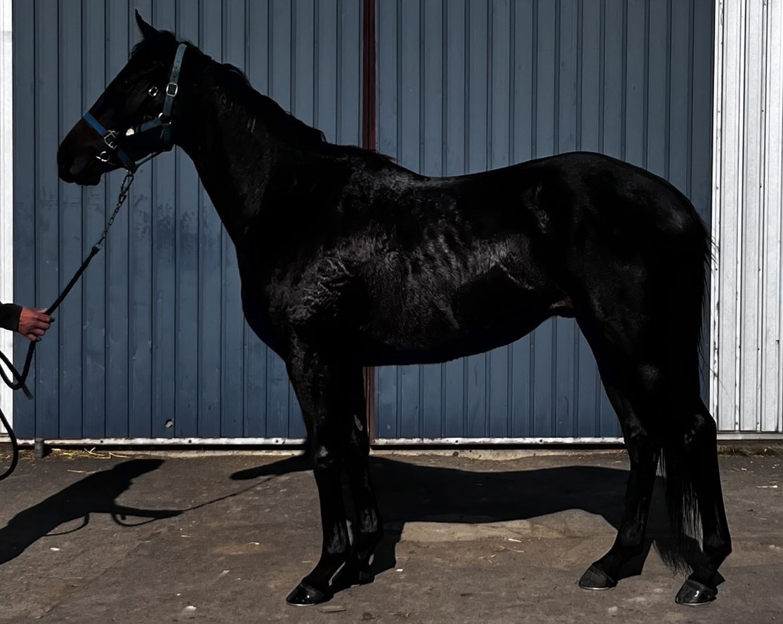 AiZPIRI 「サーカスの馬」 作家直筆サイン 馬 騎士 エディションEA AiZPIRI 「サーカスの馬」 作家直筆サイン 馬 騎士 エディション