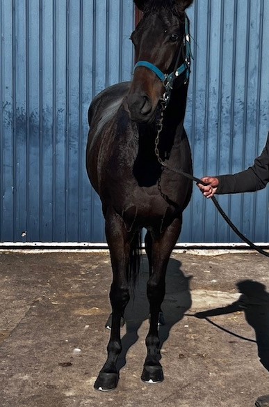 AiZPIRI 「サーカスの馬」 作家直筆サイン 馬 騎士 エディションEA AiZPIRI 「サーカスの馬」 作家直筆サイン 馬 騎士 エディション