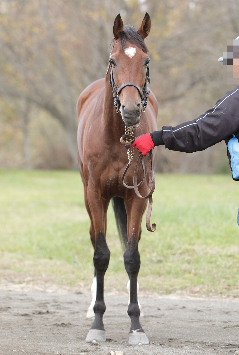 ホウオウバラード 牡3歳 ※地方競馬 在籍 | サラブレッド