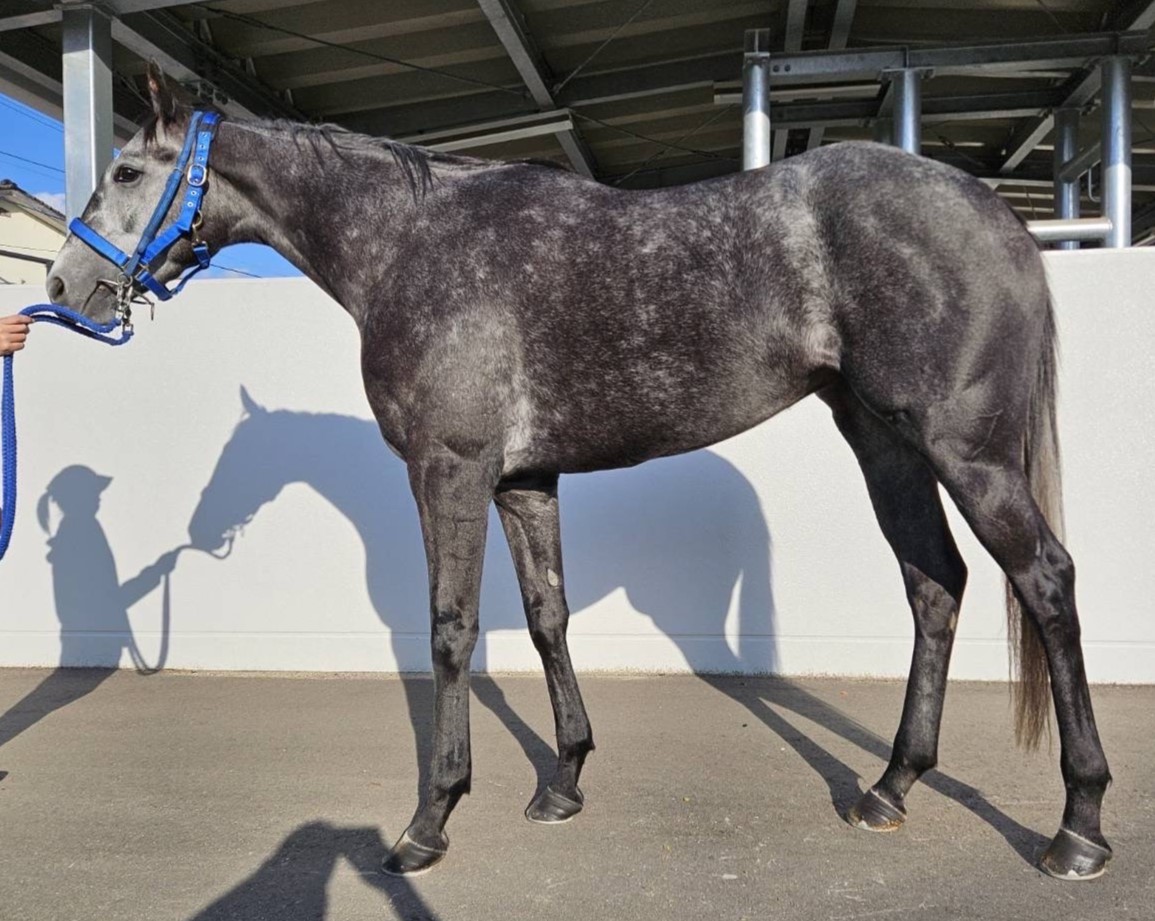 ユメカナウケン 牝3歳 ※地方競馬 在籍 | サラブレッドオークション