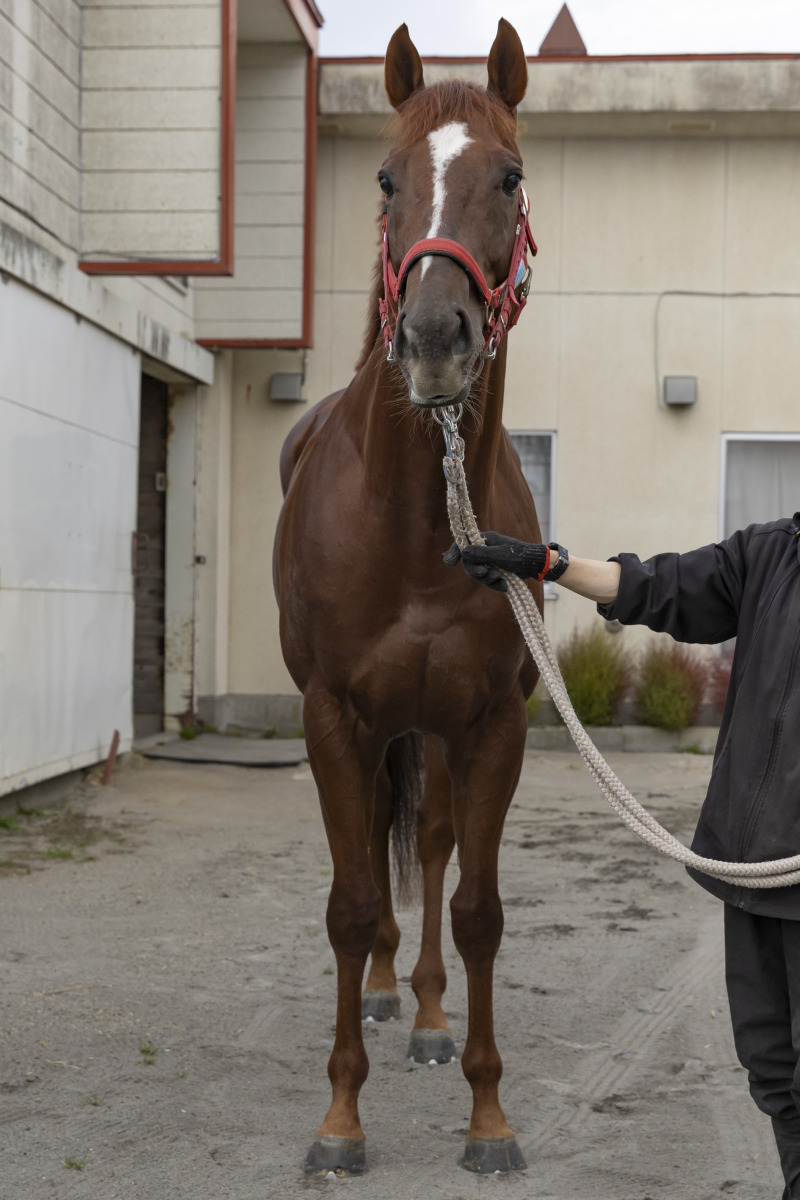 相似象学会誌4号　サラダ ストライクリッチ 牡4歳 ※地方競馬 在籍 | サラブレッド