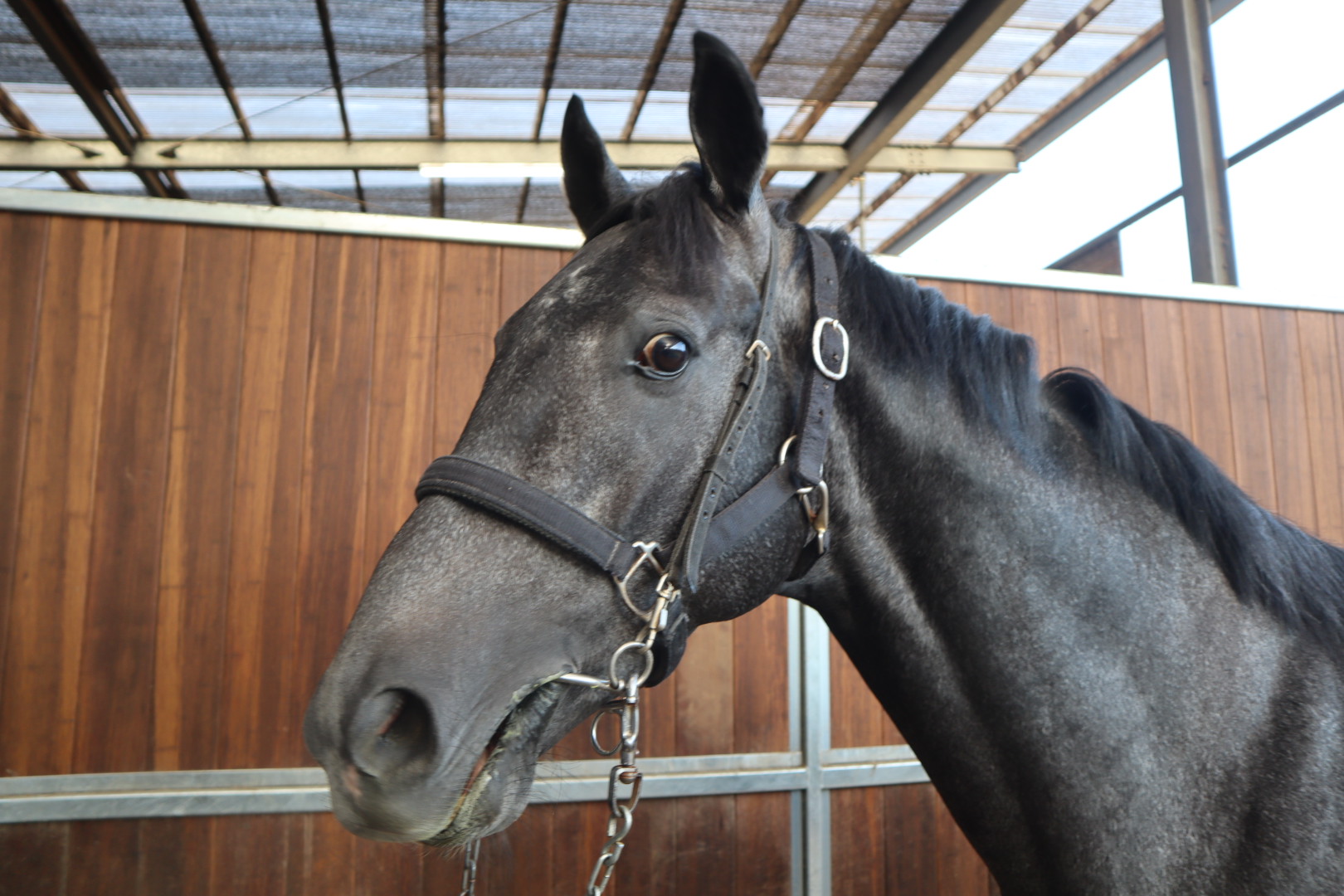 アルビス 牡2歳 ※中央競馬 登録抹消 | サラブレッドオークション アルビス 牡2歳 ※中央競馬 登録抹消 | サラブレッドオークション