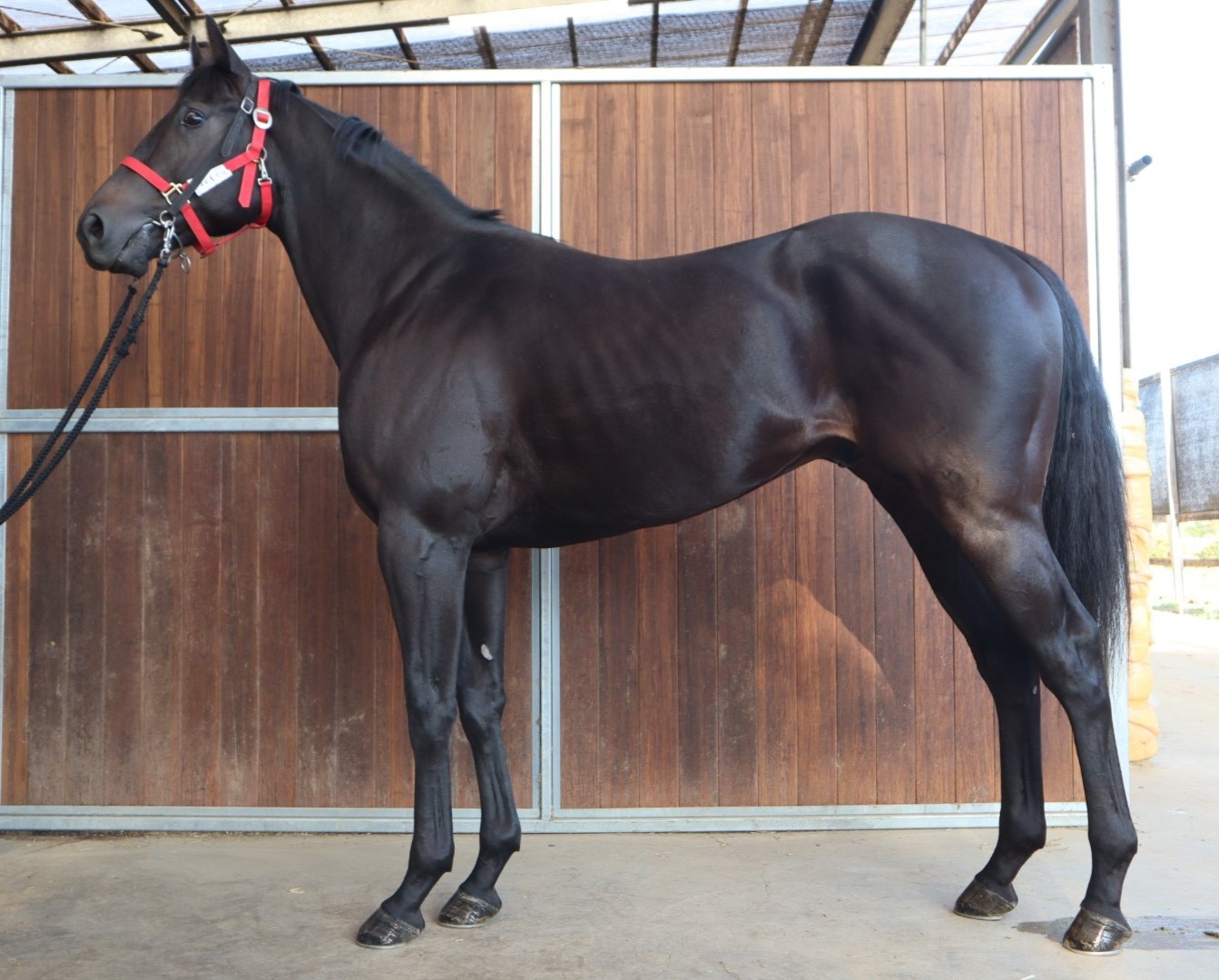 マカセナハレ 牡2歳 ※中央競馬 登録抹消 | サラブレッド