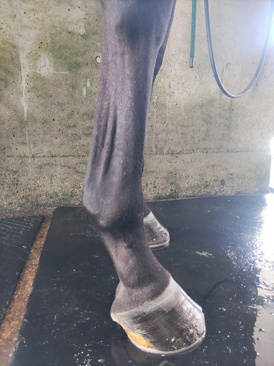 ファインプリンセス 牝3歳 ※地方競馬 在籍 | サラブレッド ファインプリンセス 牝3歳 ※地方競馬 在籍 | サラブレッド