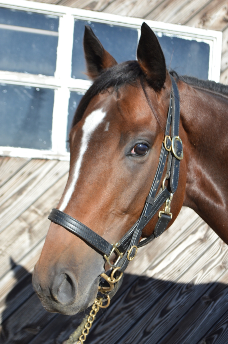マイショウチャン 牡4歳 ※中央競馬 登録抹消 | サラブレッド