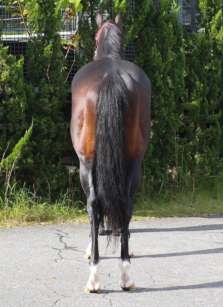 ターゲサンブルック 牡5歳 ※中央競馬 登録抹消 | サラブレッド