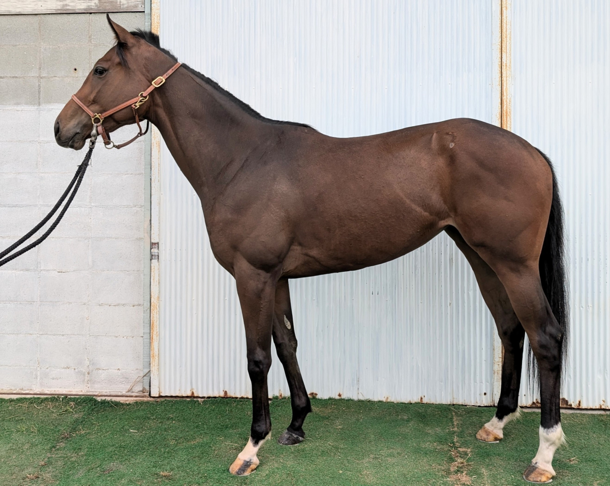 クリノアカツキ 牝2歳 ※地方競馬 在籍 | サラブレッドオークション クリノアカツキ 牝2歳 ※地方競馬 在籍 | サラブレッドオークション