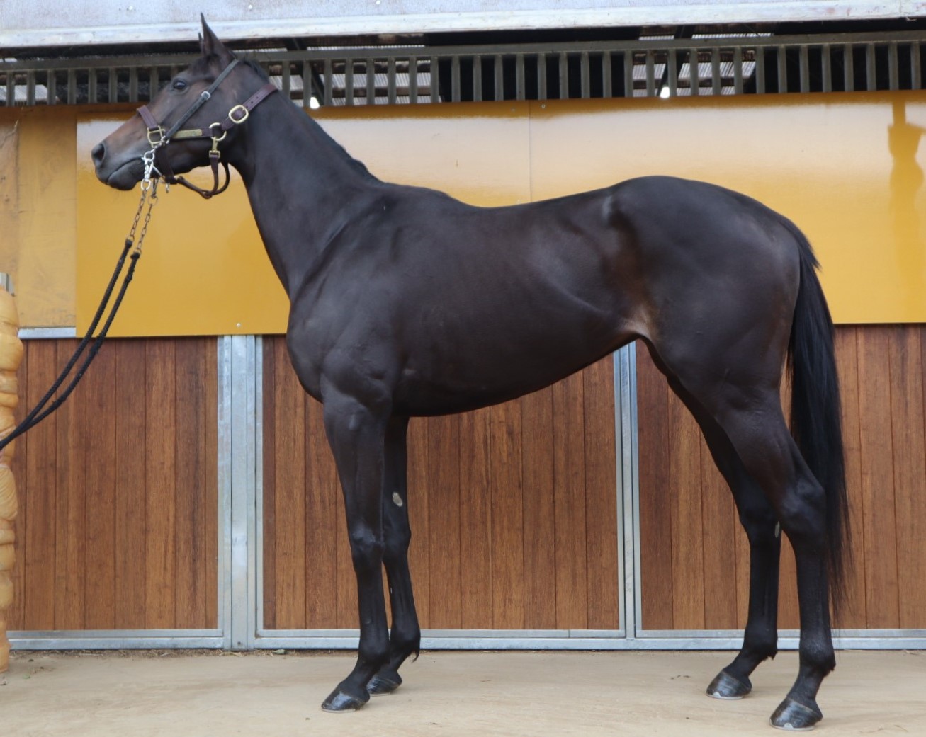 クラウンパント 牝3歳 ※地方競馬 在籍 | サラブレッドオークション