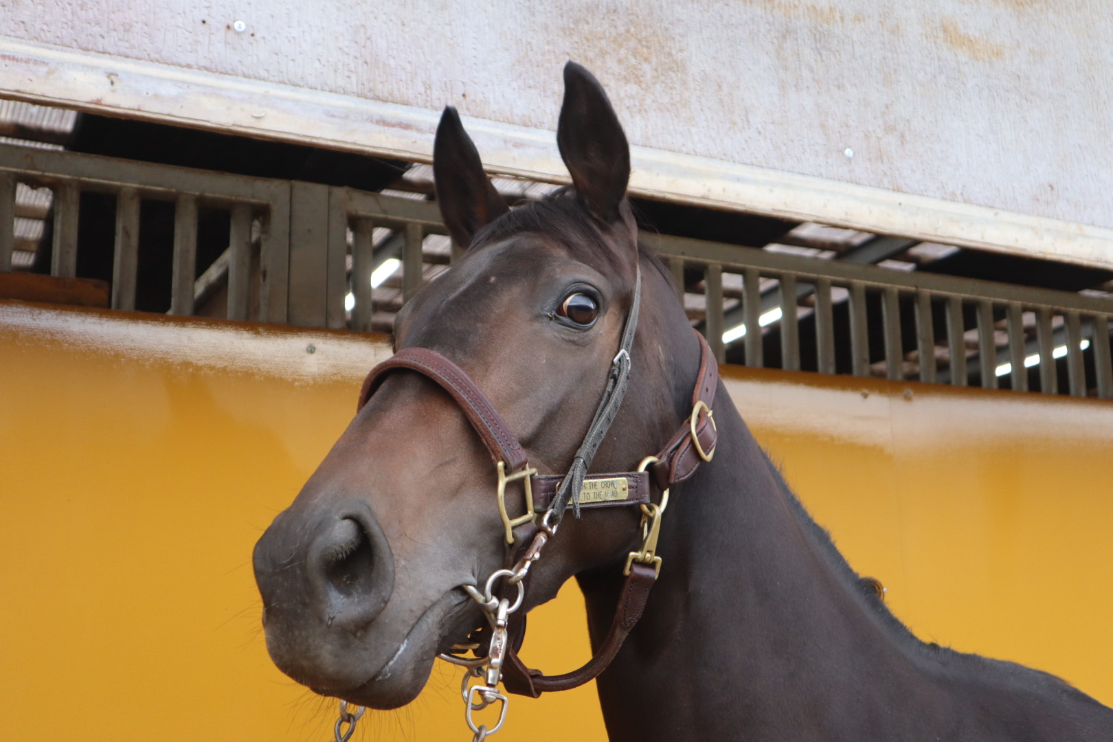 クラウンパント 牝3歳 ※地方競馬 在籍 | サラブレッドオークション