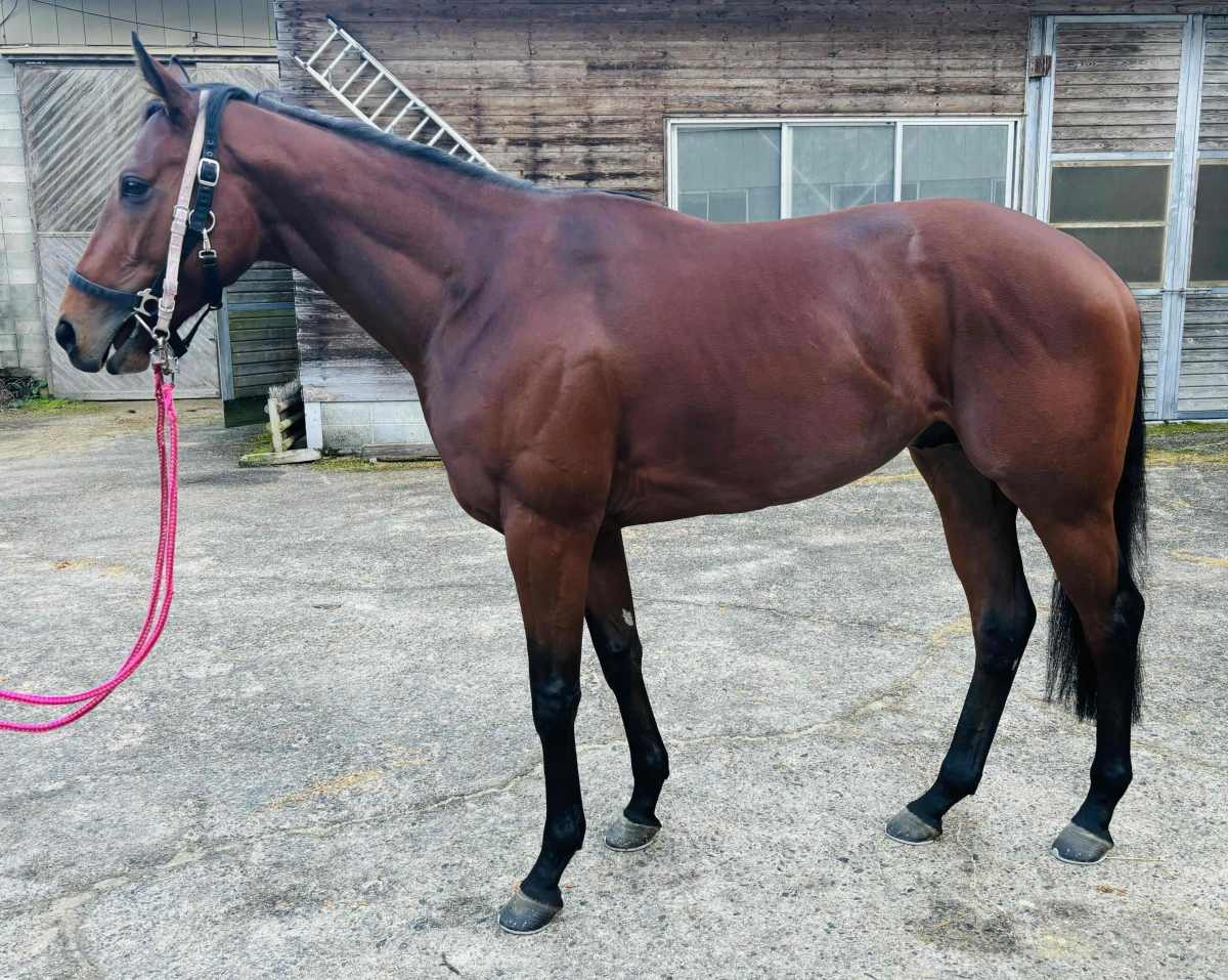 ファビュラスロード　　牡３歳　　※地方競馬　在籍_main1