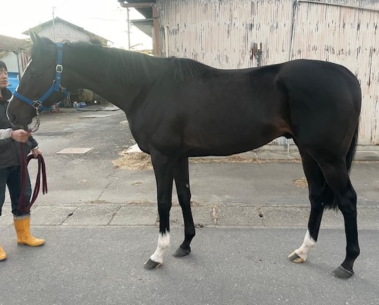話題の人気 ※地方競馬 牡4歳 アスタリウス 在籍 サラブレッドオークション | シングルカード