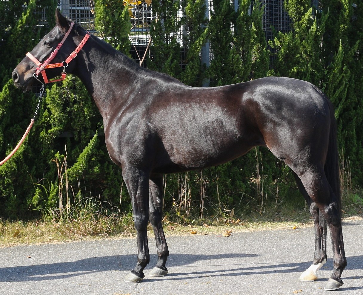 早割 万博 カンフーダンス 牝4歳 ※中央競馬 登録抹消 | サラブレッド 終了したレースの馬券
