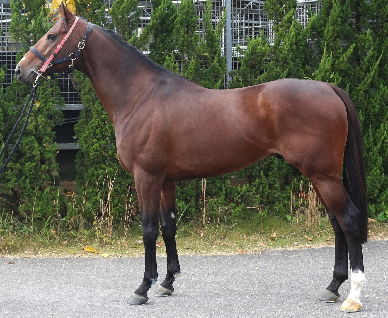 メルテミア 牡6歳 ※中央競馬 登録抹消 | サラブレッドオークション