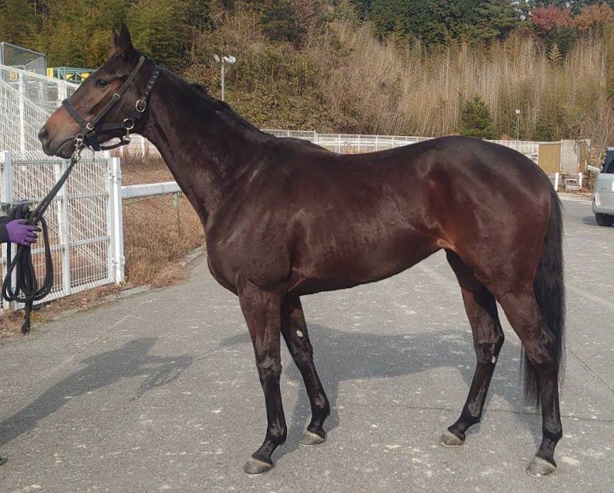 ゴームズ　　牝２歳　　※中央競馬　登録抹消_main1