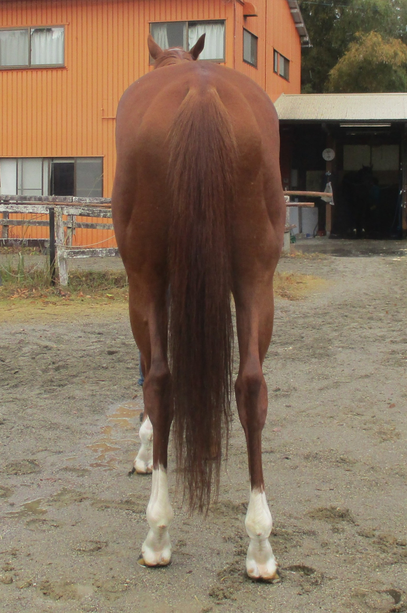 コントリビューター 牡4歳 ※中央競馬 登録抹消 | サラブレッド
