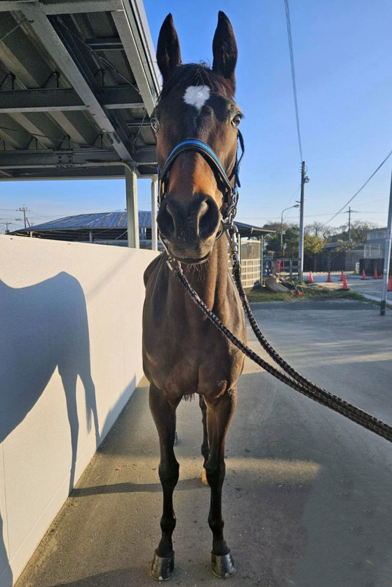 競馬 ショウリダバンザイ 実使用 ゼッケン 名牝(ゼッケン)｜売買